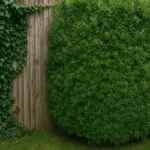 Quali rampicanti sempreverdi mantengono privacy tutto l’anno? Le alternative che richiedono meno cure
