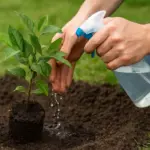 Come recuperare una pianta sofferente appena trapiantata? Passaggi pochi noti per favorire l’attecchimento