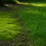 Muschio che invade le zone d’ombra del prato: Soluzione pratica per ristabilire vigore e compattezza