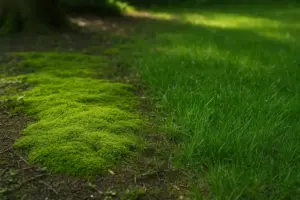 Muschio che invade le zone d’ombra del prato: Soluzione pratica per ristabilire vigore e compattezza