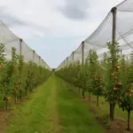 Sistemi antivelino per alberi da frutto: Una soluzione pratica che riduce i trattamenti