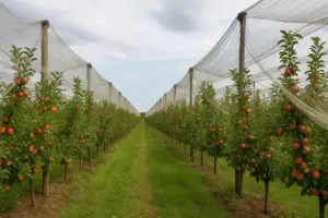 Sistemi antivelino per alberi da frutto: Una soluzione pratica che riduce i trattamenti