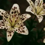 Presenza di macchie scure sui petali dei fiori: Scopri la vera origine e come evitarla definitivamente