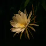 La pianta che fiorisce solo di notte in piena estate: la regina della sera