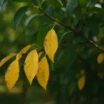 Foglie gialle ad agosto: quando è colpa del caldo e quando stai sbagliando tu