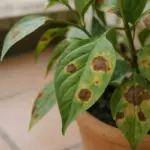 Macchie marroni sulle foglie: ecco da cosa dipende