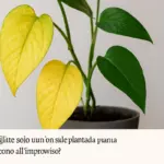 Foglie ingiallite solo su un lato della pianta: la causa che sorprende