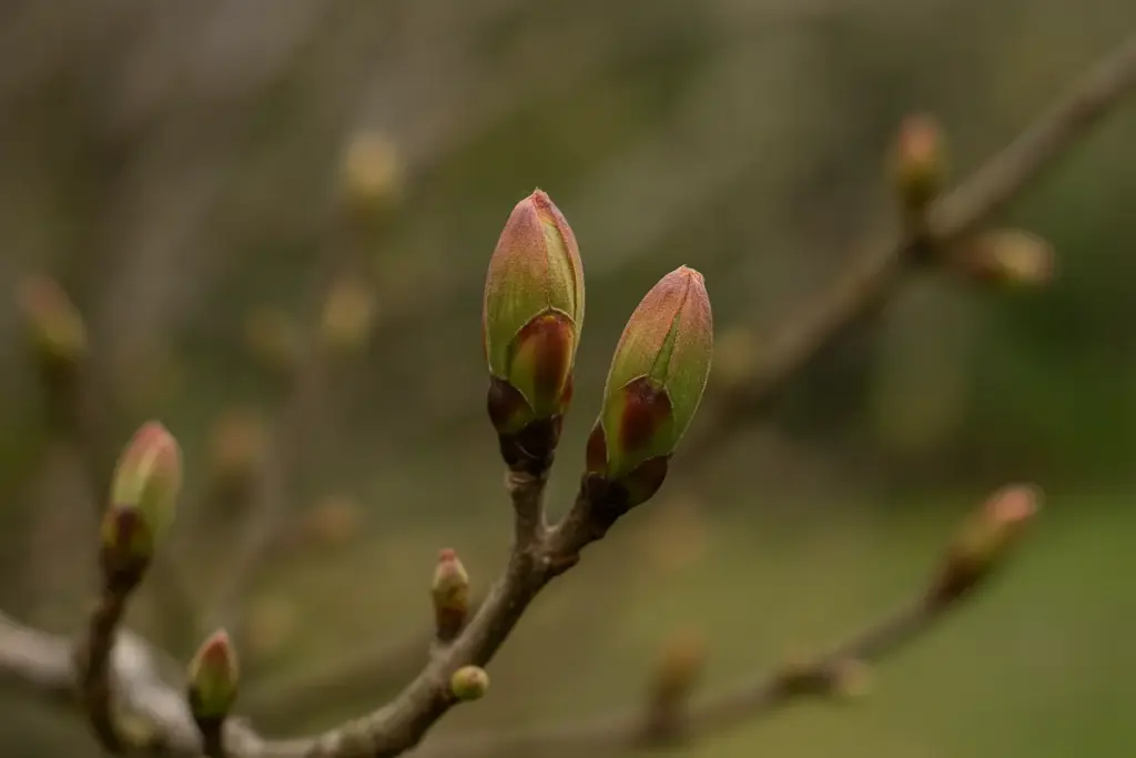 Germogli che non si aprono in primavera: il blocco nascosto che frena la fioritura