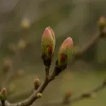 Germogli che non si aprono in primavera: il blocco nascosto che frena la fioritura