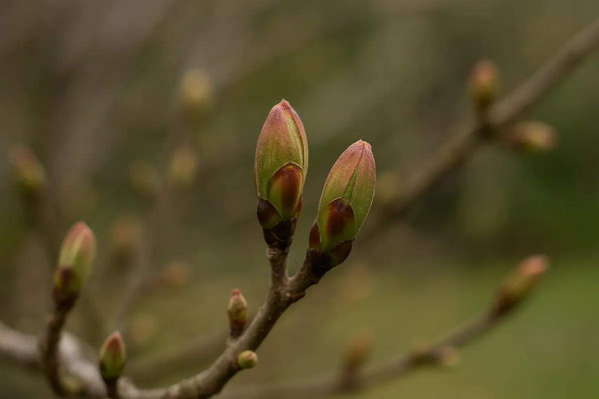Germogli che non si aprono in primavera: il blocco nascosto che frena la fioritura
