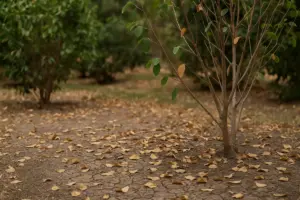 Arbusti che perdono foglie d’estate: il segnale di stress che anticipa il crollo