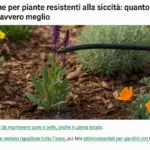 Irrigazione per piante resistenti alla siccità: quanto meno è davvero meglio