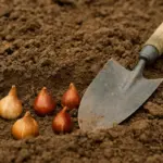 Bulbi autunnali in terreno argilloso: la preparazione che salva la fioritura