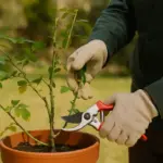 Potatura delle rose in vaso: gli errori che rovinano la pianta a ogni stagione
