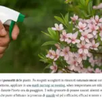 Olio di Neem su piante in fiore: quando applicarlo senza bruciare i petali