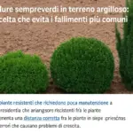 Bordure sempreverdi in terreno argilloso: la scelta che evita i fallimenti più comuni