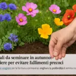 Fiori annuali da seminare in autunno: quali scegliere per evitare fallimenti precoci
