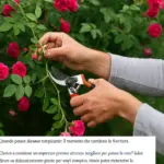 Quando potare le rose rampicanti: il momento che cambia la fioritura