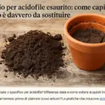 Terriccio per acidofile esaurito: come capire quando è davvero da sostituire