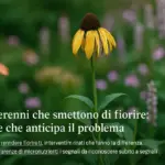 Piante perenni che smettono di fiorire: il segnale che anticipa il problema