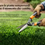Come potare le piante sempreverdi da bordura: il momento che cambia la ripresa
