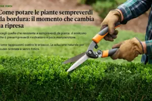 Come potare le piante sempreverdi da bordura: il momento che cambia la ripresa