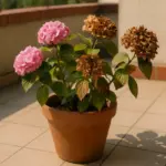 Posizione delle ortensie in vaso sul terrazzo: l’errore che brucia i fiori