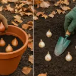Semina autunnale in vaso o piena terra: la differenza che cambia il risultato