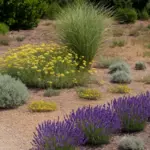 Giardino senza irrigazione frequente: le essenze che reggono meglio la siccità estiva