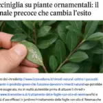 Cocciniglia su piante ornamentali: il segnale precoce che cambia l’esito