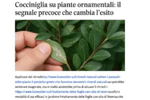 Cocciniglia su piante ornamentali: il segnale precoce che cambia l’esito