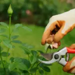 Rose da giardino senza boccioli: l’intervento che riattiva la produzione floreale