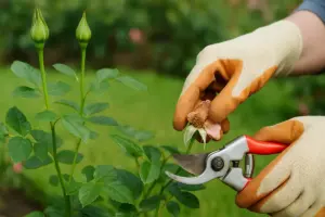Rose da giardino senza boccioli: l’intervento che riattiva la produzione floreale