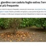 Piante da giardino con caduta foglie estiva: l’errore di diagnosi più frequente