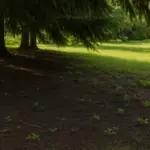 Ombra sotto le conifere in giardino: il terreno difficile che in pochi sanno gestire