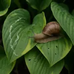 Bava di lumaca sulle foglie ornamentali: come riconoscerla e reagire subito