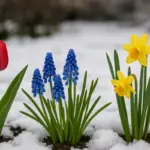 Quali bulbi primaverili resistono al freddo intenso: la scelta che non delude