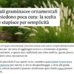 Quali graminacee ornamentali richiedono poca cura: la scelta che stupisce per semplicità