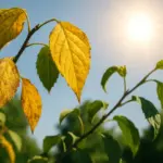 Ingiallimento foglie in piena estate: quando il sole è il vero colpevole