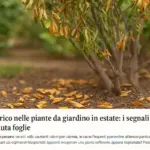 Stress idrico nelle piante da giardino in estate: i segnali prima della caduta foglie