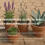 Piante resistenti alla siccità in vaso: i limiti che devi conoscere prima di scegliere