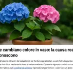 Ortensie che cambiano colore in vaso: la causa reale che pochi conoscono