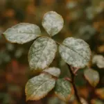 La macchia bianca sulle foglie in autunno non scompare da sola: ecco come intervenire