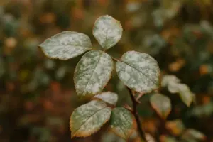 La macchia bianca sulle foglie in autunno non scompare da sola: ecco come intervenire