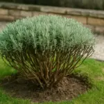 Potare la lavanda dopo la fioritura: ecco fin dove tagliare