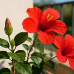 L’ibisco non fa un fiore: ecco da cosa dipende