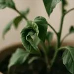 Le foglie arricciate non mentono mai: ecco da cosa dipende
