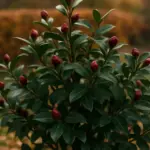 La camelia rallenta in autunno, ma non è in pausa: ecco cosa sta preparando