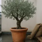 L’ulivo in vaso rischia in inverno: ecco quanto freddo sopporta davvero