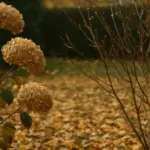 Queste piante in autunno non vanno toccate: ecco l’elenco